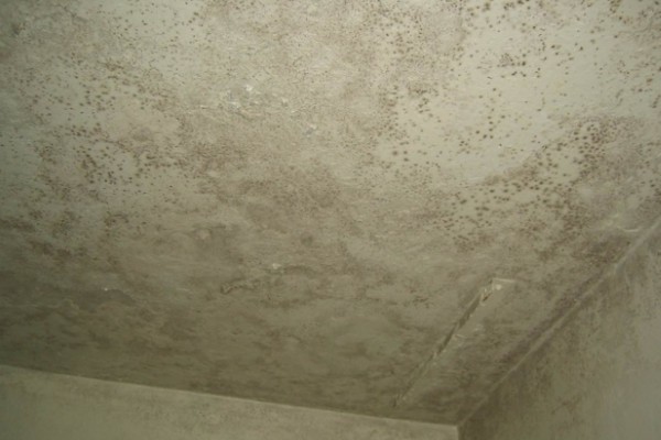 Contrastare la muffa